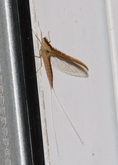 Callibaetis montanus