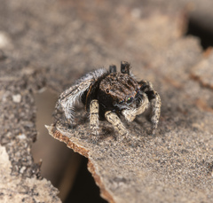 Maratus vespertilio