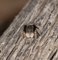 Maratus vespertilio