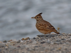 Galerida cristata meridionalis