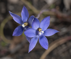 Thelymitra nuda