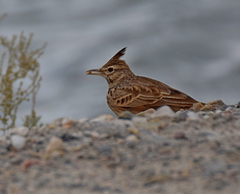 Galerida cristata meridionalis