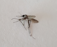 Aedes camptorhynchus