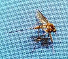 Aedes camptorhynchus