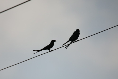 Black Drongo