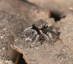 Maratus vespertilio