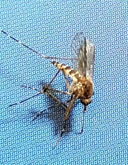 Aedes camptorhynchus
