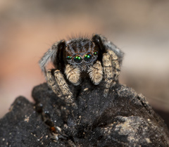 Maratus vespertilio