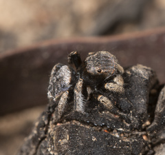 Maratus vespertilio