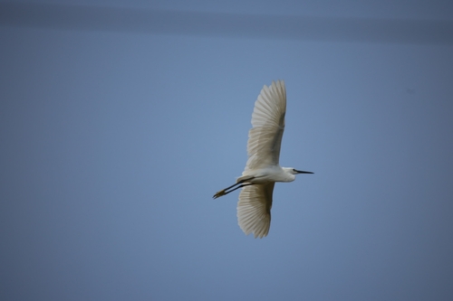 Little Egret