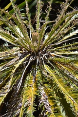 Cycas