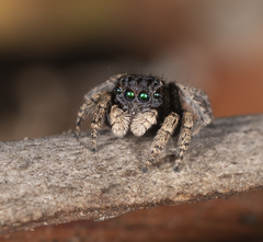 Maratus vespertilio