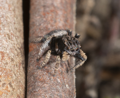 Maratus vespertilio