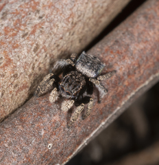Maratus vespertilio