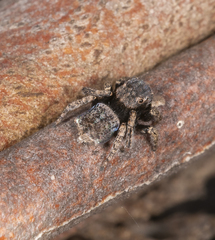 Maratus vespertilio