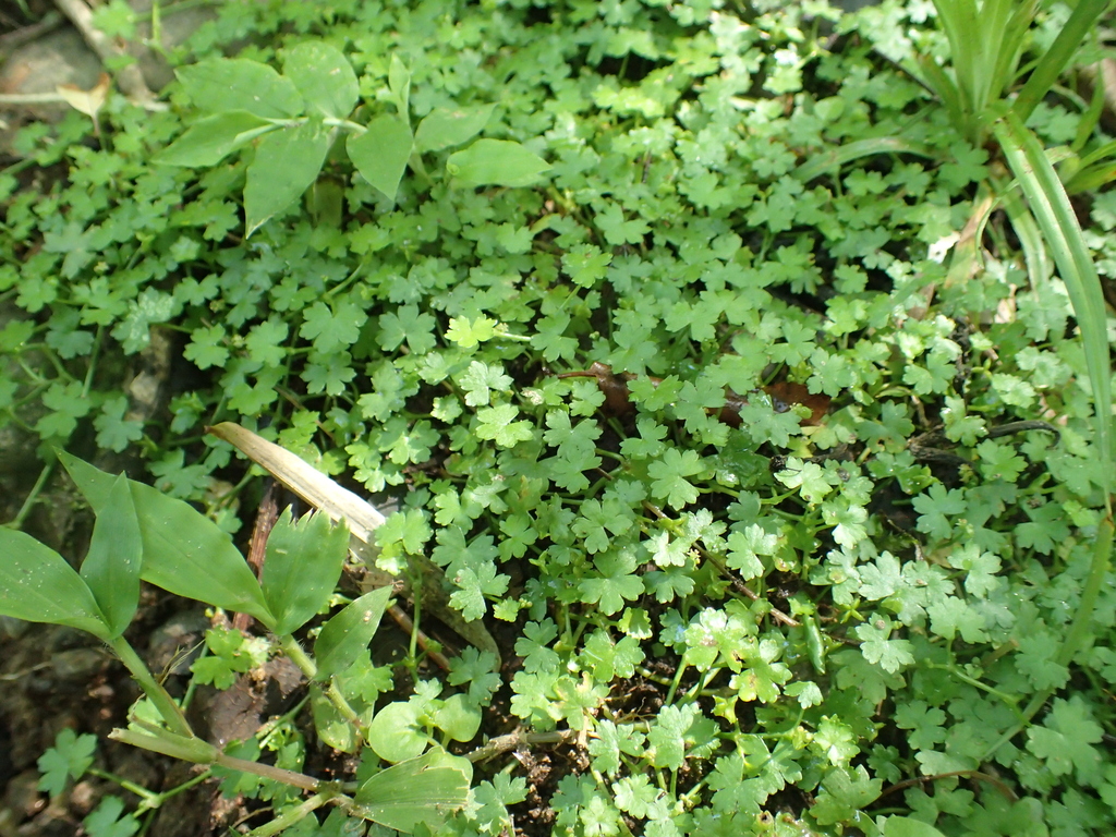 Hydrocotyle yabei