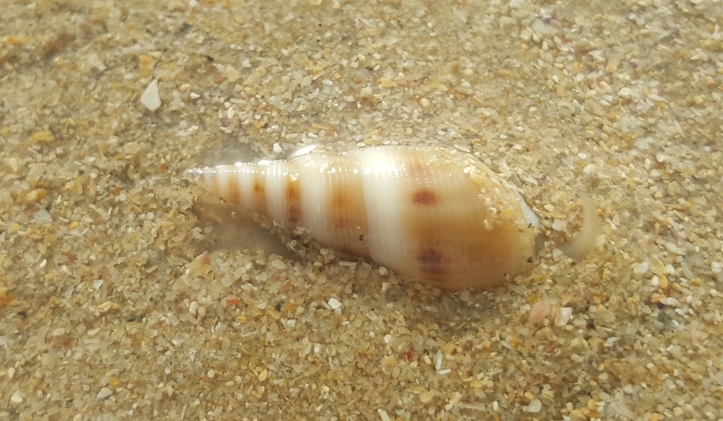 Pure Ploughshell