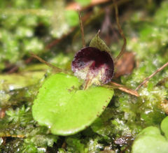 Nematoceras longipetalum (Nematoceras longipetalum)