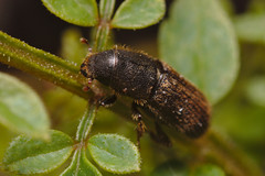 Hylurgus ligniperda