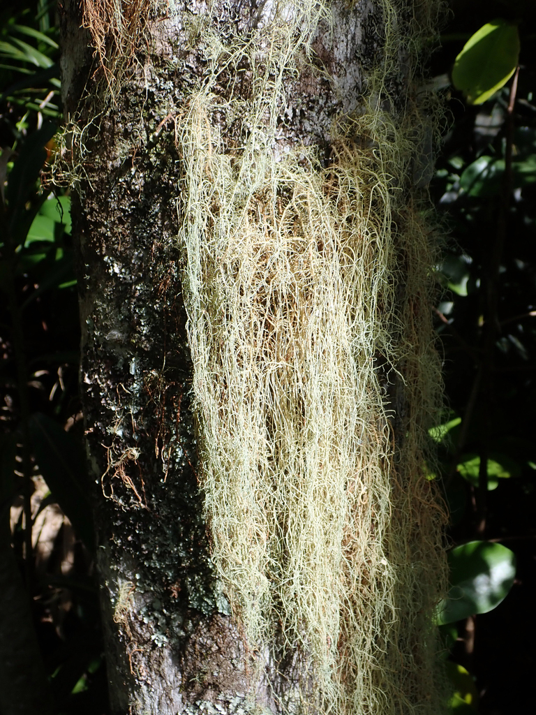 Usnea oncodes