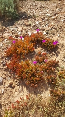 Disphyma crassifolium