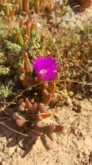 Disphyma crassifolium