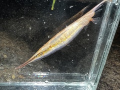ヘコアユ