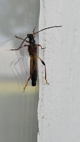 Necydalis major