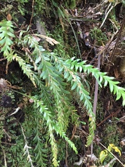 Tmesipteris