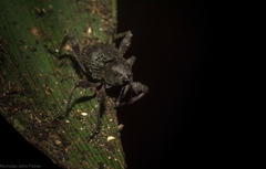 Onidistus araneus