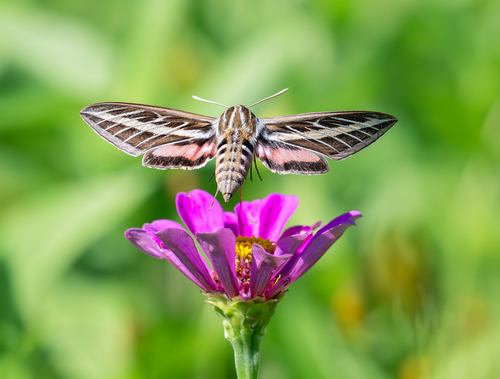 White-lined sphinx