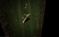 Cyphosticha panconita