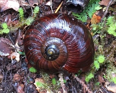 Powelliphanta