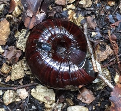 Powelliphanta