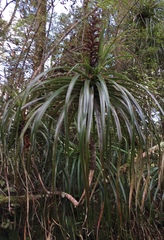 Dracophyllum elegantissimum