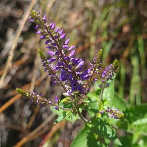 Veronica bachofenii, photograph 6
