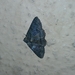 Pericyma