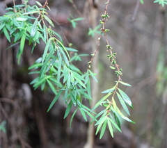 Pimelea axiflora