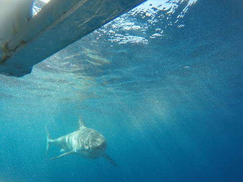 Great white shark