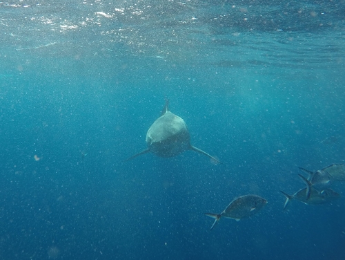 Great white shark
