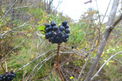 Eleutherococcus senticosus