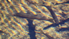 Squalius alburnoides