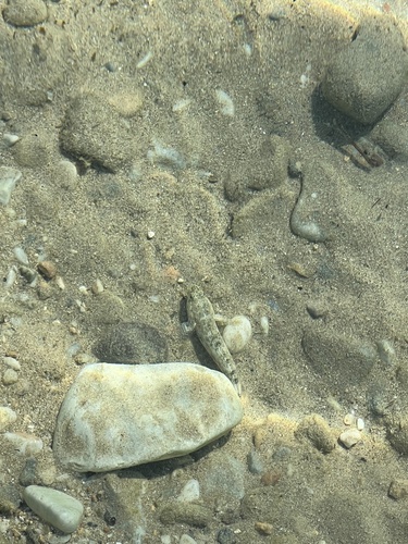 Gobius cobitis