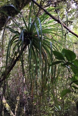 Dracophyllum elegantissimum