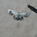 Idaea macrospila