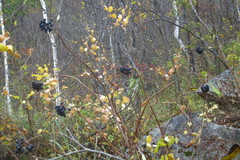 Eleutherococcus senticosus