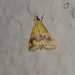 Pyrausta phoenicealis
