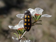 Castiarina xanthopilosa