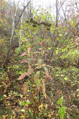 Saussurea neopulchella