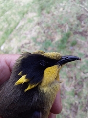 Lichenostomus melanops